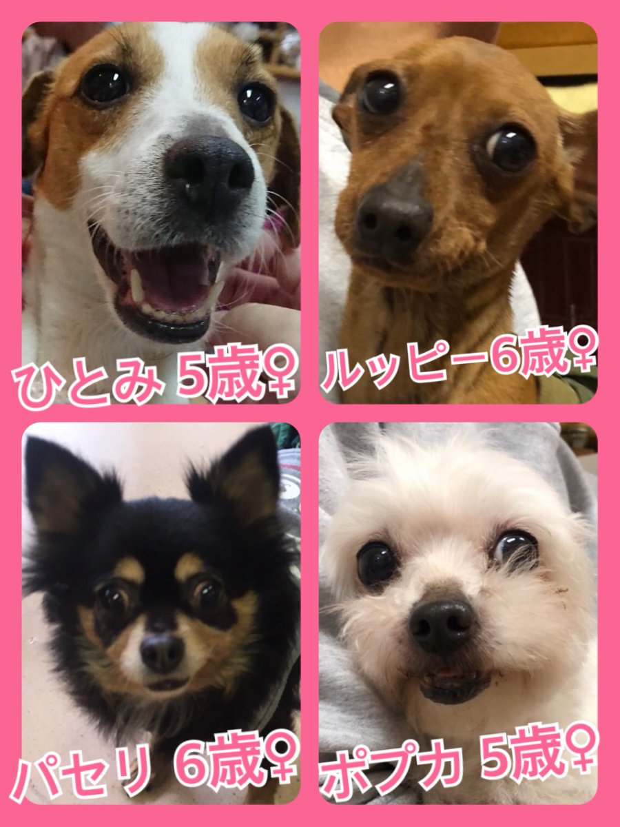 🐾今日の里親様募集中ワンコ🐶メンバーです🐾2019,3,25